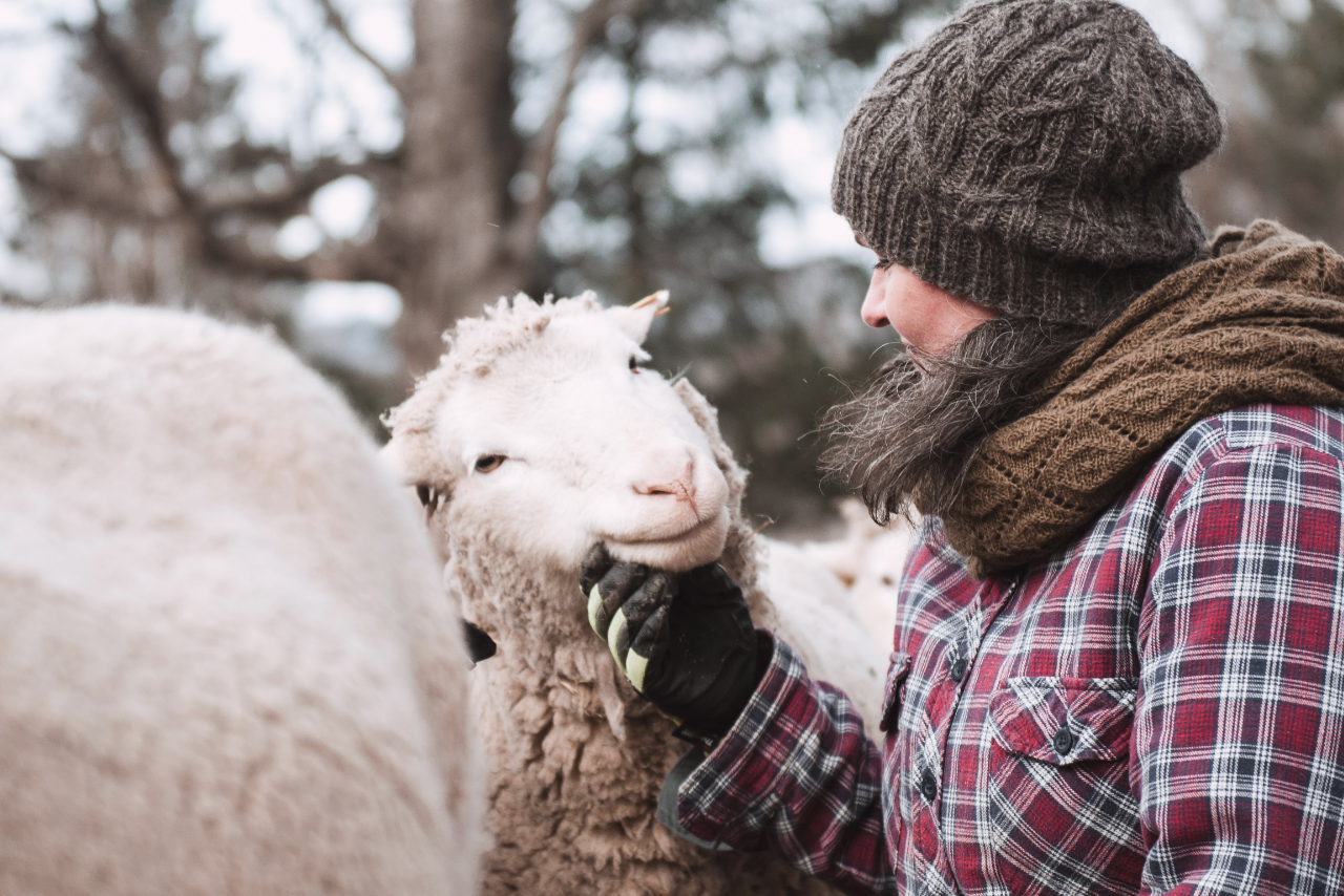 Bil på Eija och ett får - landsbyggare i höga kusten